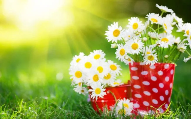 Collection of the most beautiful Flower Wallpaper
