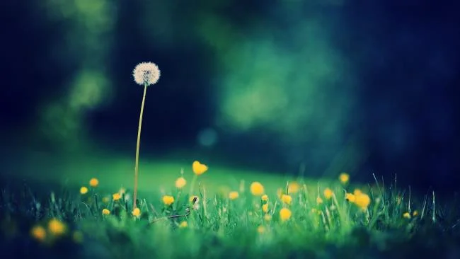 Collection of the most beautiful Flower Wallpaper