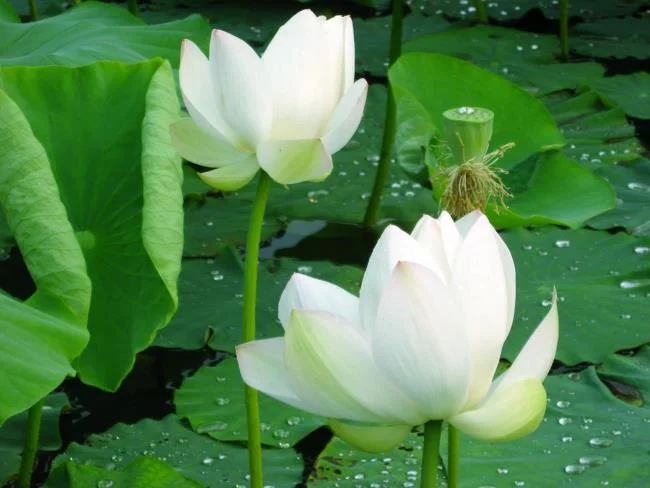 Collection of the most beautiful Flower Wallpaper