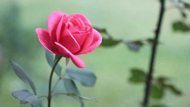 Collection of the most beautiful Flower Wallpaper