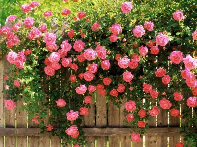Collection of the most beautiful Flower Wallpaper
