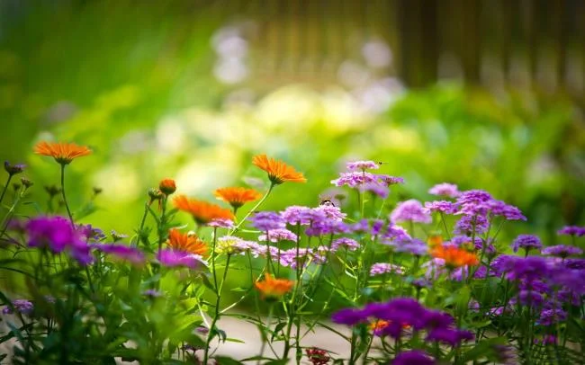 Collection of the most beautiful Flower Wallpaper