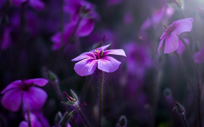Collection of the most beautiful Flower Wallpaper