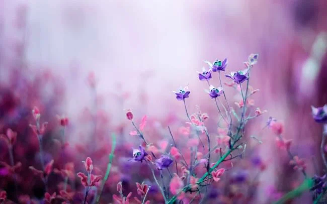 Collection of the most beautiful Flower Wallpaper