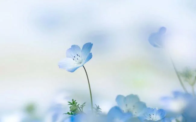 Collection of the most beautiful Flower Wallpaper