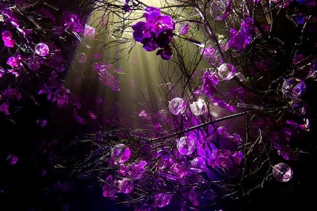 Collection of the most beautiful Flower Wallpaper