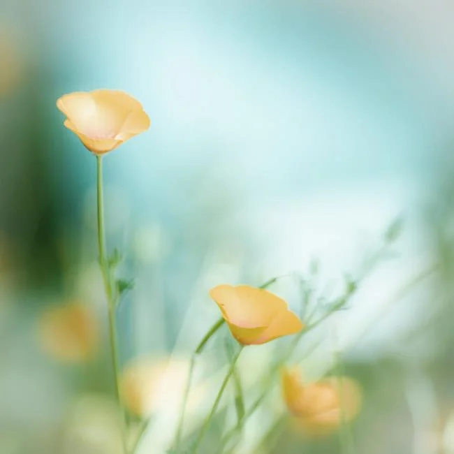 Collection of the most beautiful Flower Wallpaper