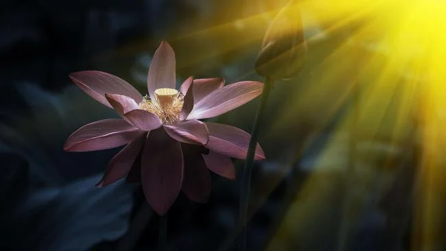 Collection of the most beautiful Flower Wallpaper