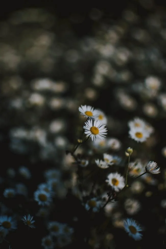Collection of the most beautiful Flower Wallpaper