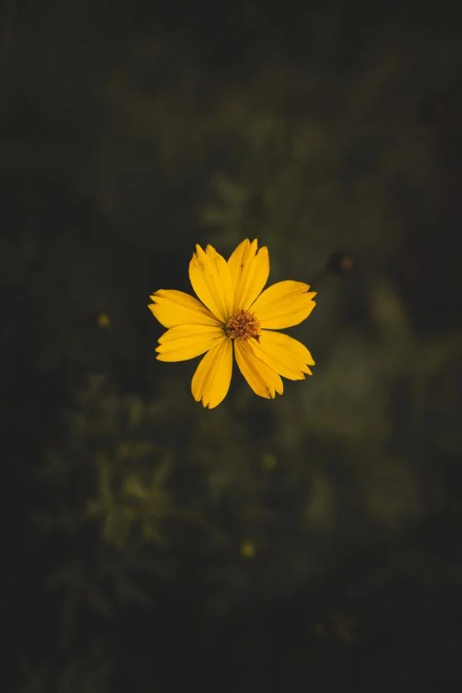 Collection of the most beautiful Flower Wallpaper