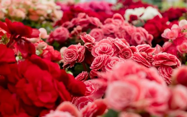 Collection of the most beautiful Flower Wallpaper