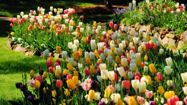 Collection of the most beautiful Flower Wallpaper