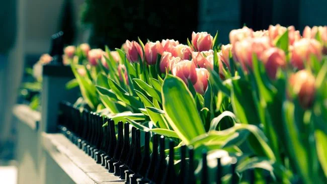 Collection of the most beautiful Flower Wallpaper