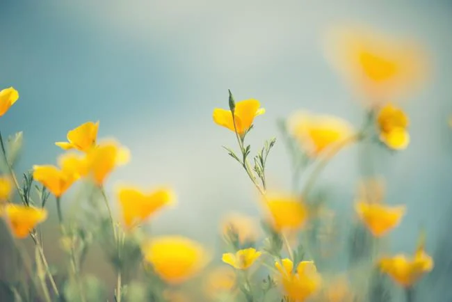 Collection of the most beautiful Flower Wallpaper