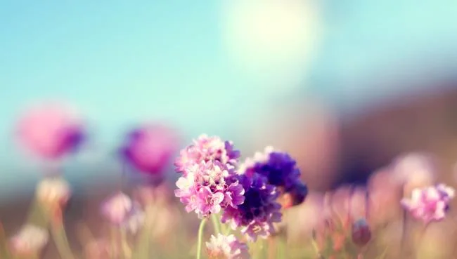 Collection of the most beautiful Flower Wallpaper