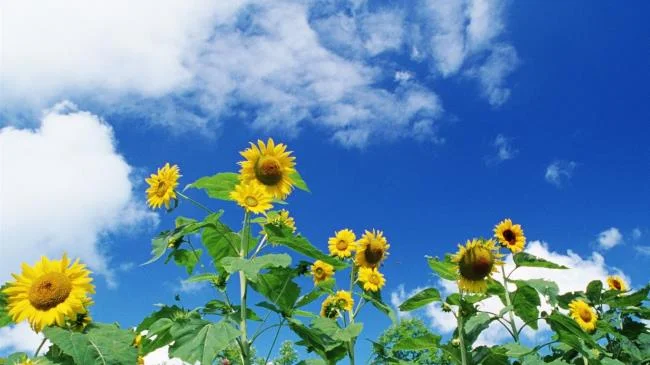 Collection of the most beautiful Flower Wallpaper