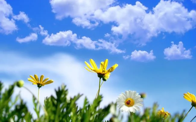 Collection of the most beautiful Flower Wallpaper