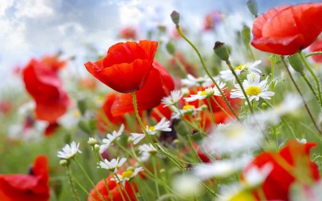 Collection of the most beautiful Flower Wallpaper