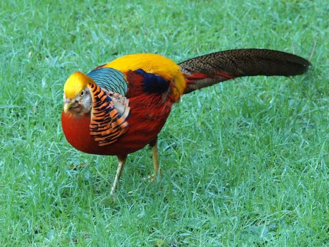 Sintesis burung emas yang paling indah
