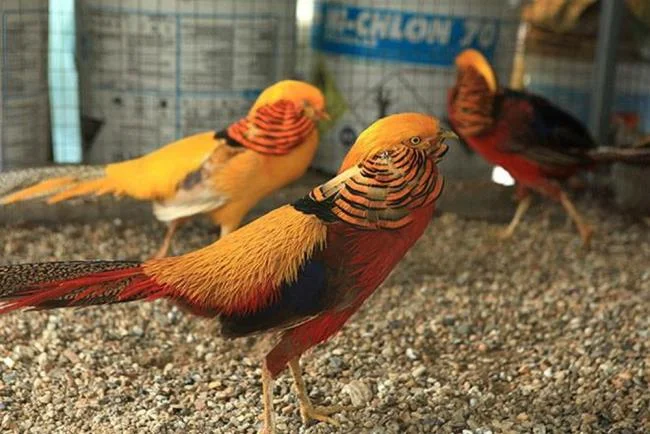 Sintesis burung emas yang paling indah