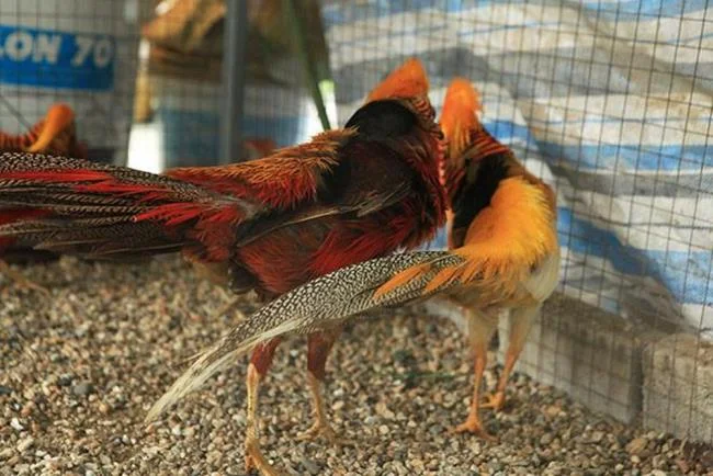Sintesis burung emas yang paling indah