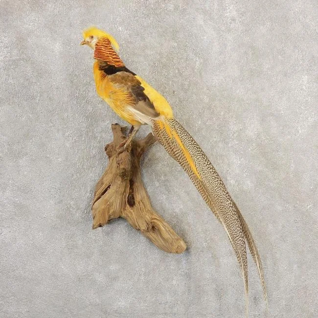 Sintesis burung emas yang paling indah