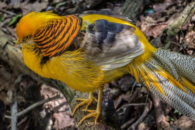 Sintesis burung emas yang paling indah