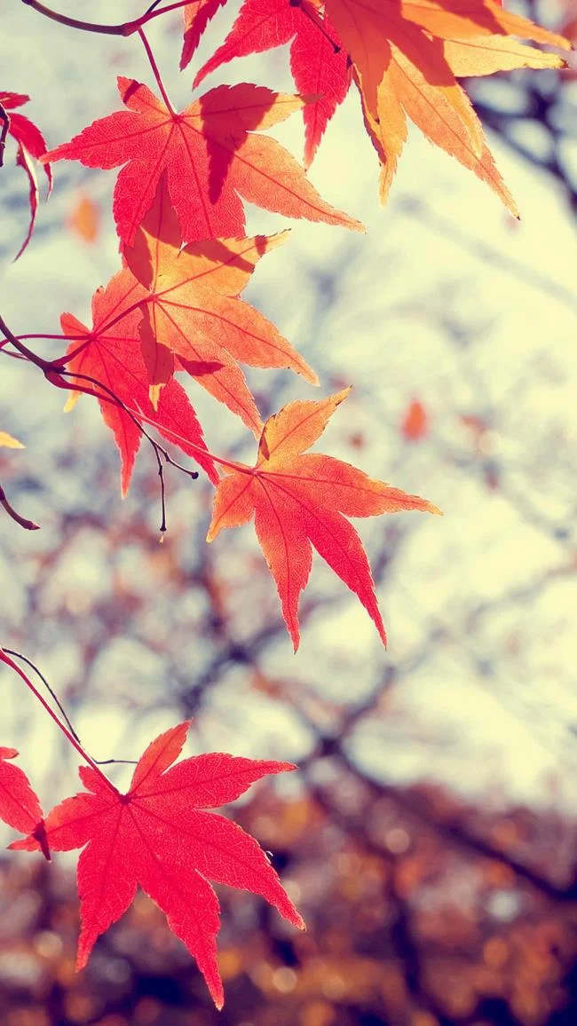 Koleksi wallpaper telefon Samsung yang paling indah
