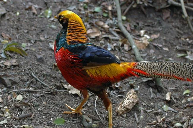 Sintesis burung emas yang paling indah
