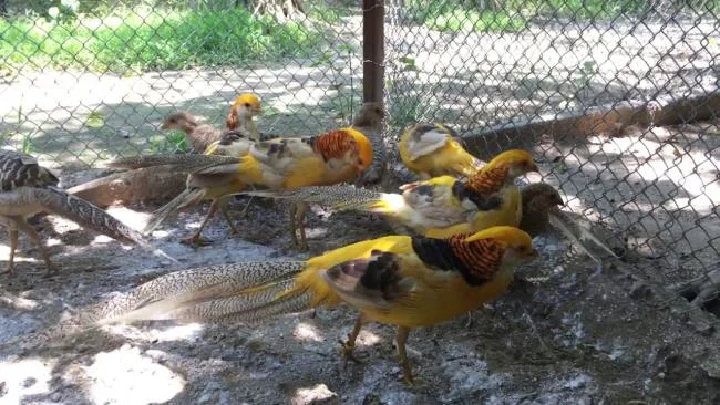 Sintesis burung emas yang paling indah