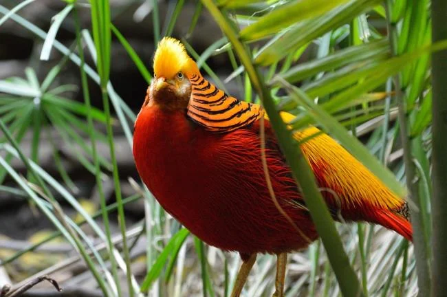 Sintesis burung emas yang paling indah