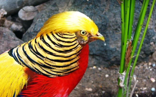 Sintesis burung emas yang paling indah