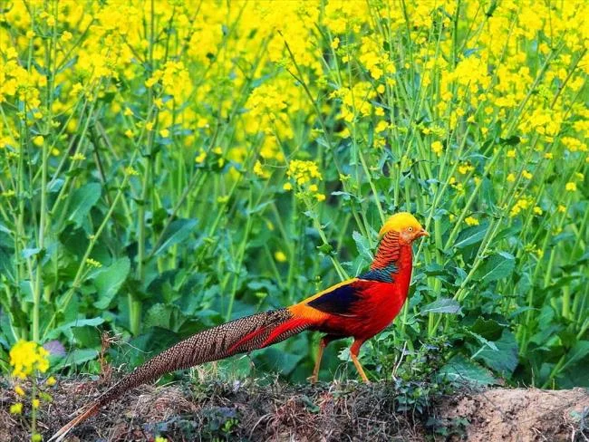 Sintesis burung emas yang paling indah