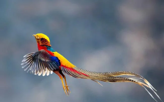 Sintesis burung emas yang paling indah