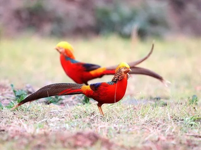 Sintesis burung emas yang paling indah