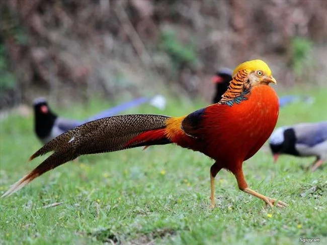 Sintesis burung emas yang paling indah
