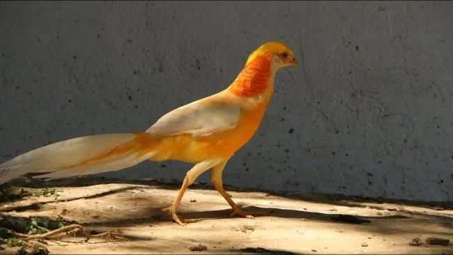 Sintesis burung emas yang paling indah