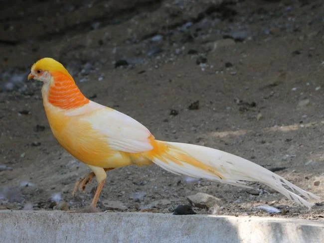 Sintesis burung emas yang paling indah