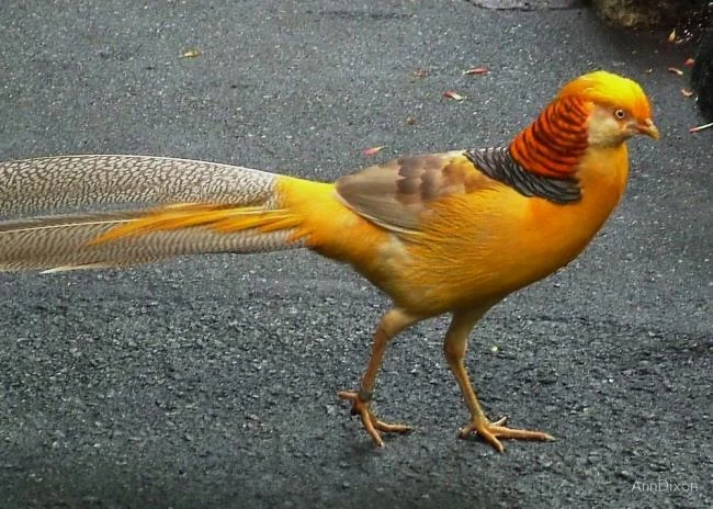 Sintesis burung emas yang paling indah