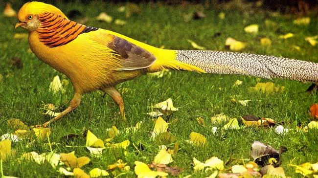 Sintesis burung emas yang paling indah