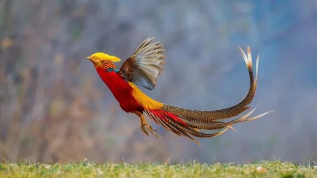 Sintesis burung emas yang paling indah