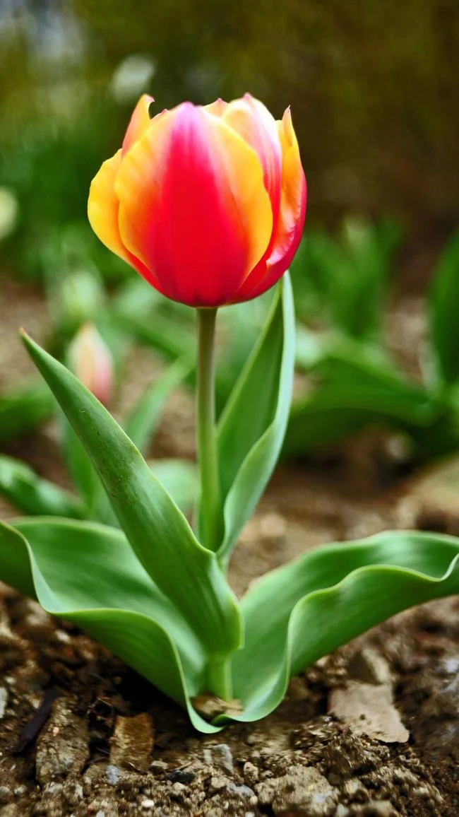 Koleksi wallpaper telefon Samsung yang paling indah