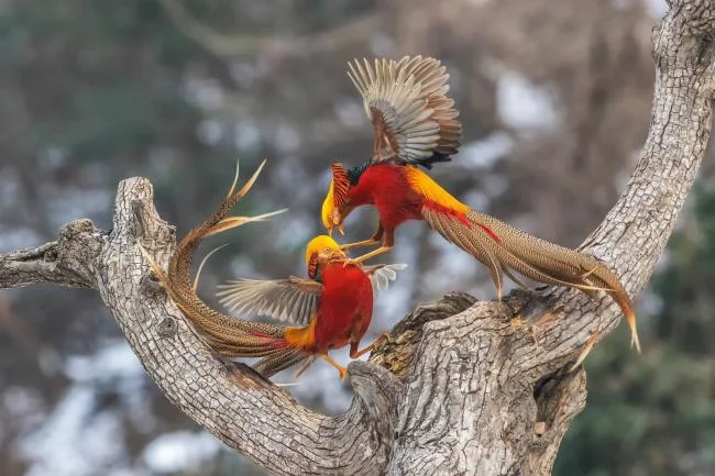 Sintesis burung emas yang paling indah
