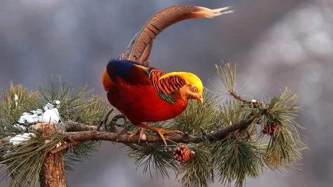 Sintesis burung emas yang paling indah