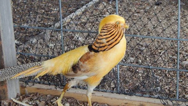 Sintesis burung emas yang paling indah