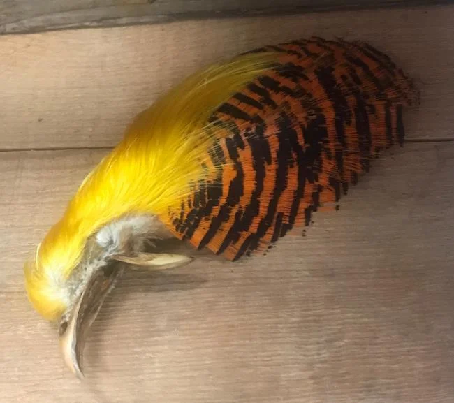 Sintesis burung emas yang paling indah