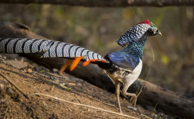 Sintesis burung emas yang paling indah