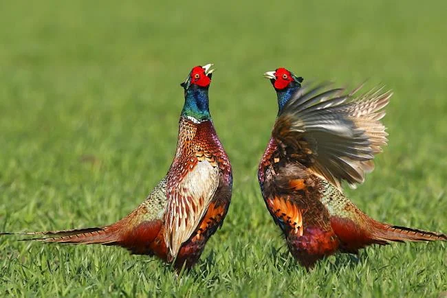 Sintesis burung emas yang paling indah