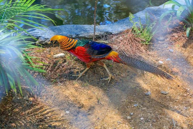Sintesis burung emas yang paling indah