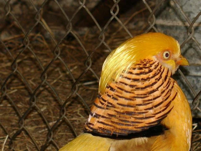 Sintesis burung emas yang paling indah